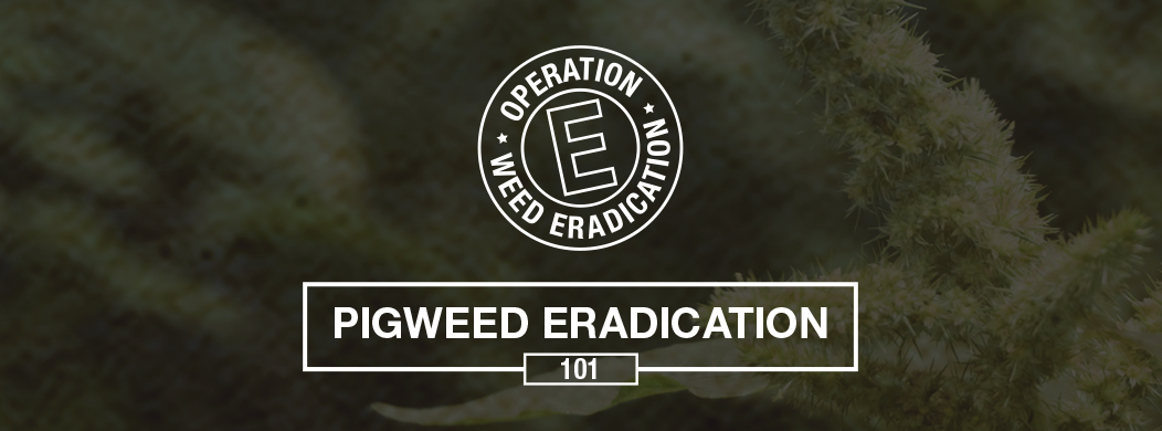 Pigweed Eradication 101
