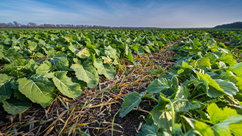 Crop field