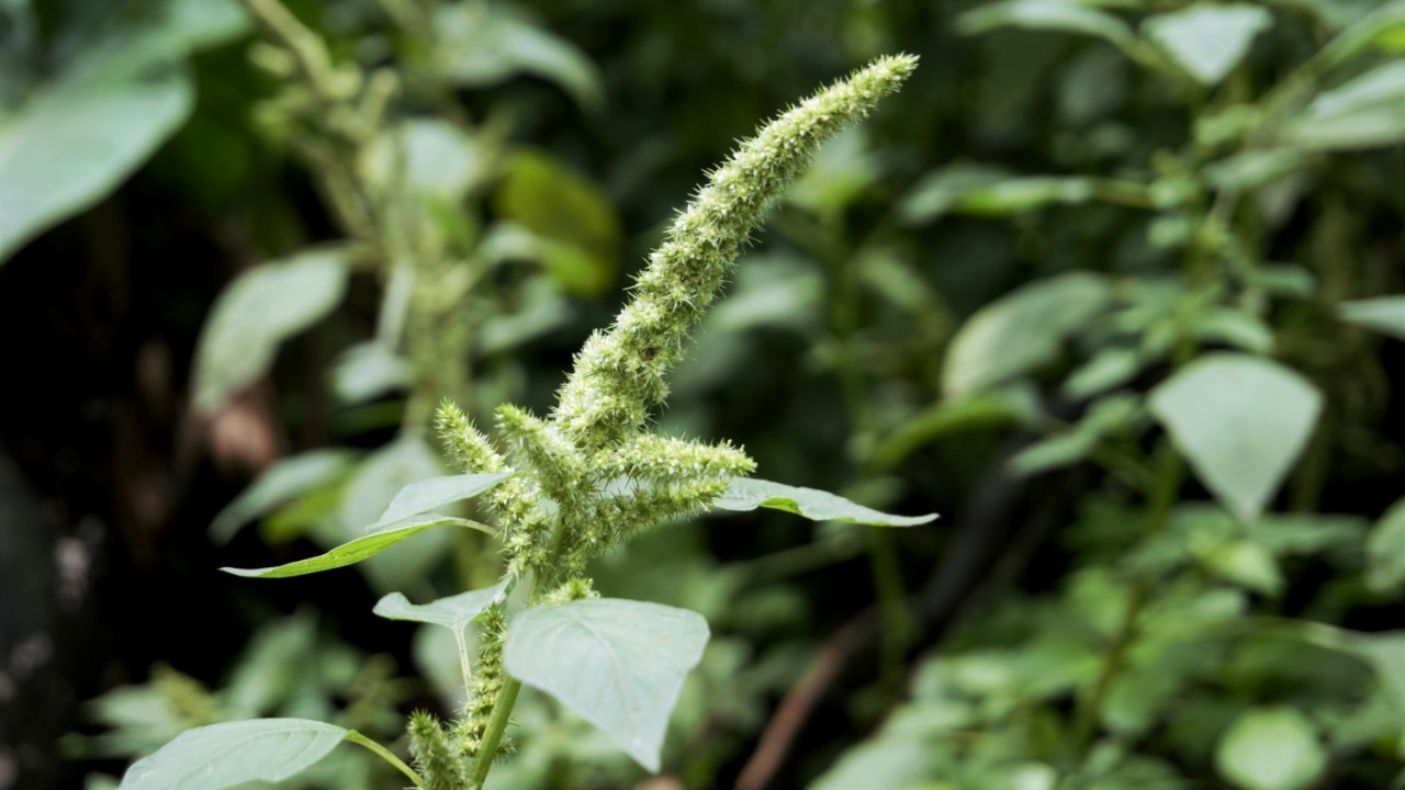 Weed on plants