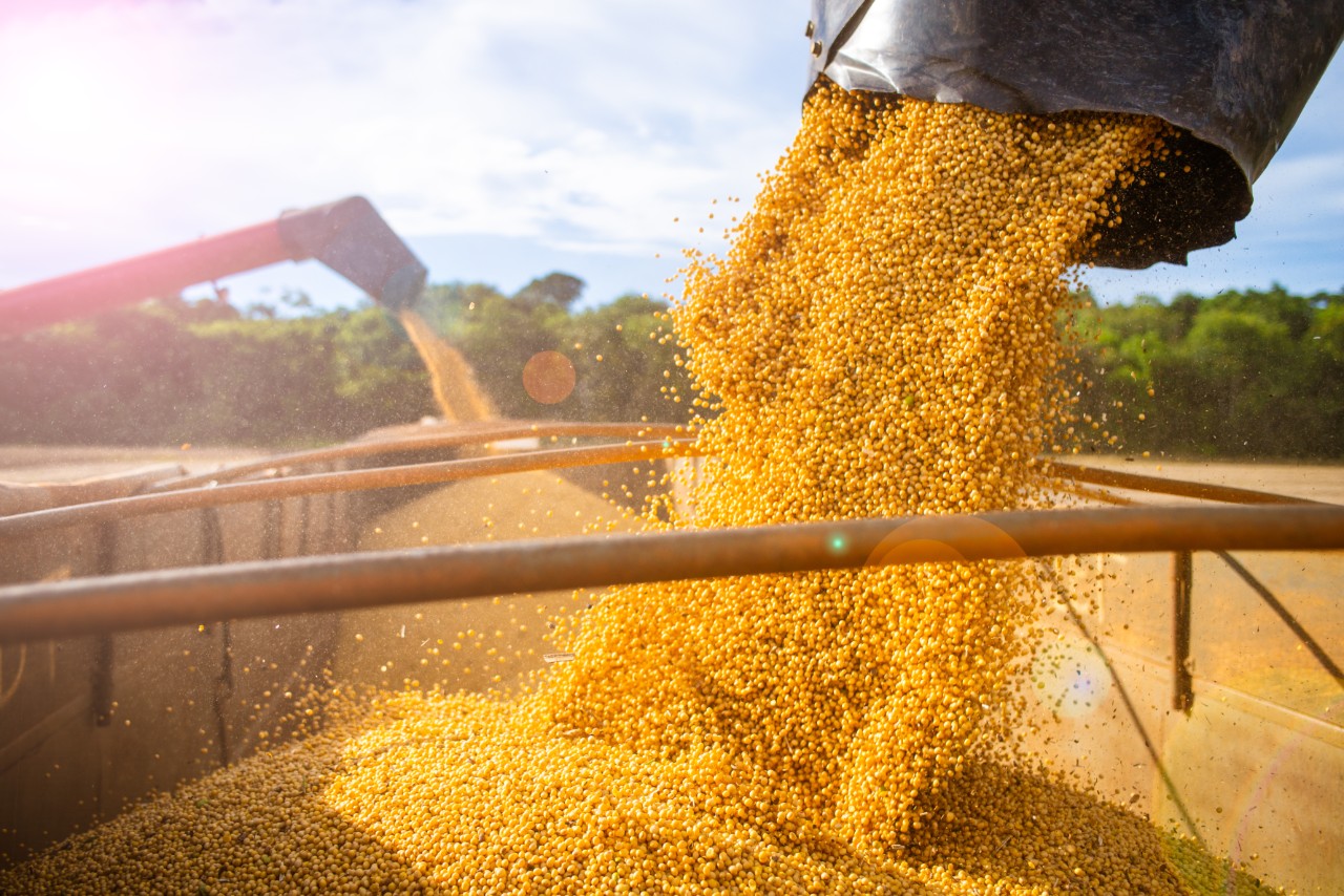 Machines storing soy in a truck after harvest in Mato Grosso.